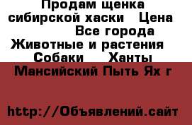 Продам щенка сибирской хаски › Цена ­ 8 000 - Все города Животные и растения » Собаки   . Ханты-Мансийский,Пыть-Ях г.